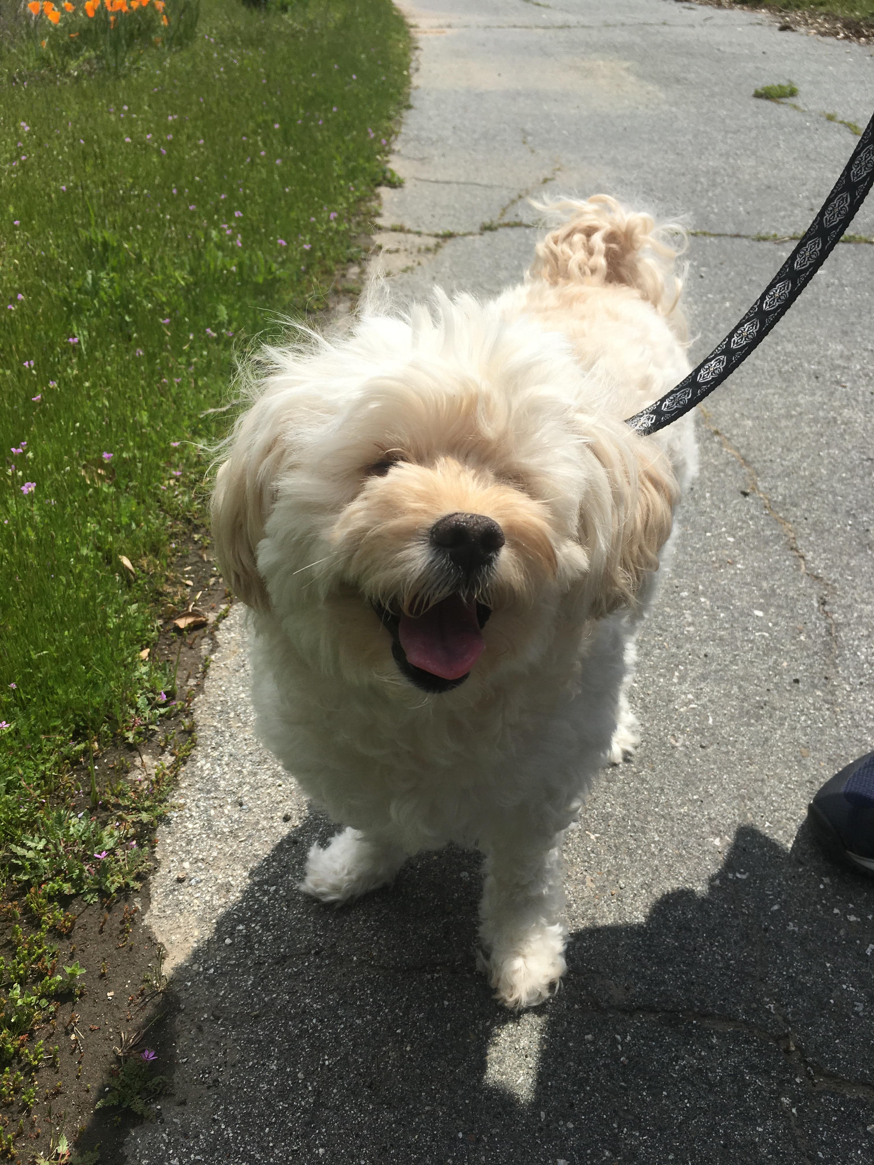 My dog Franny